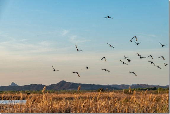 Great-tailed Grackle birds in flight Mittry Lake Yuma AZ