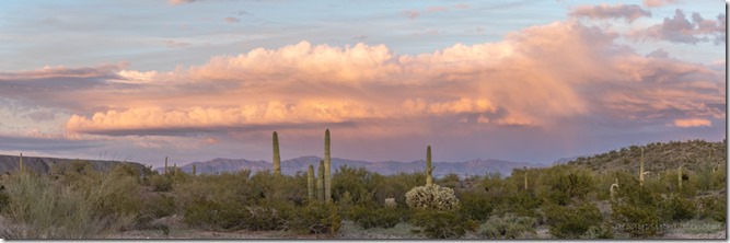 Saguaro desert sunset clouds Darby Well Rd BLM Ajo AZ