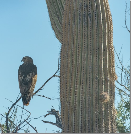Redtailed Hawk bird perched Darby Well Rd BLM Ajo AZ