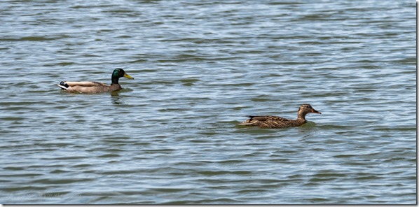 Mallard ducks water Mittry Lake Yuma AZ