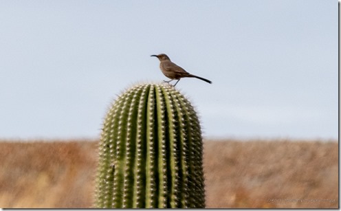 Curve-billed Thrasher bird Saguaro Darby Well Rd BLM Ajo AZ