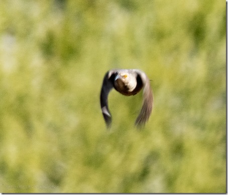 Curve-billed Thrasher bird in flight Darby Well Rd BLM Ajo AZ
