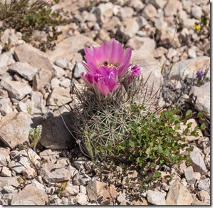 unidentified pink cactus flower Darby Well Rd BLM Ajo AZ