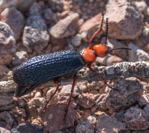 DSL_2002lecwfbr Blister Beetle Darby Well Rd BLM Ajo AZ