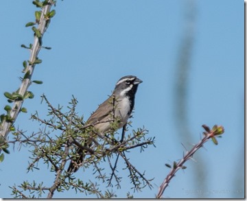 Black-throated Sparrow Darby Well Rd BLM Ajo AZ