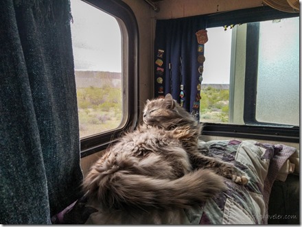 Sierra cat sniffing outside air from window in camper