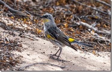imm Yellow-rumped Warbler bird Mittry Lake Yuma AZ