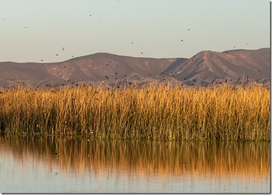 Swallow birds murmur reeds mts Mittry Lake Yuma AZ