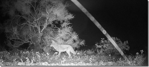 trail-cam coyote