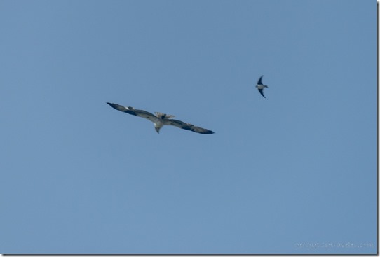 Osprey & Swallow birds soaring Mittry Lake Yuma AZ