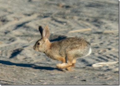 Cottontail rabbit running Mittry Lake Yuma AZ