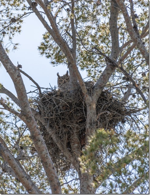 Great Horned Owl bird in nest Buenos Aires NWR Sasabe AZ