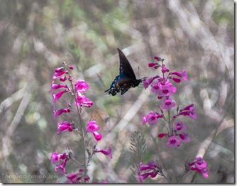 unidentified butterfly pink Penstimon flowers Tumacacori NHS AZ