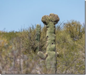 crested Saguaro SR86 AZ