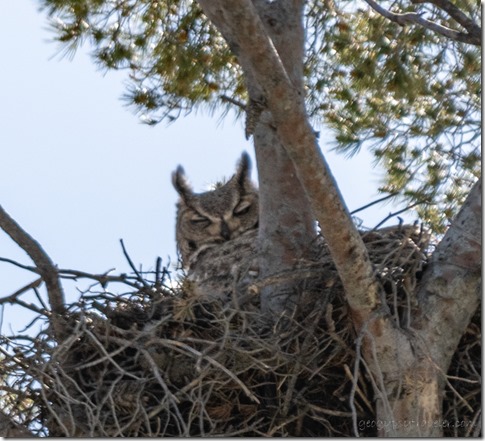 Great Horned Owl bird in nest Buenos Aires NWR Sasabe AZ