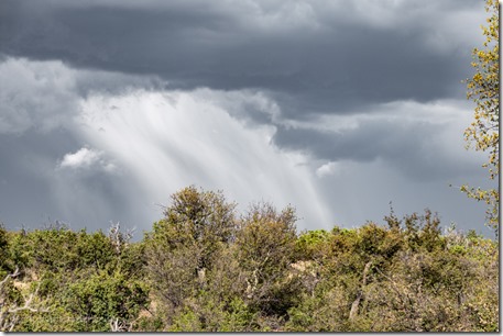 trees cloudburst storm clouds Skull Valley AZ