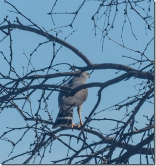 Redtailed Hawk in tree #76 BA NWR Sasable AZ