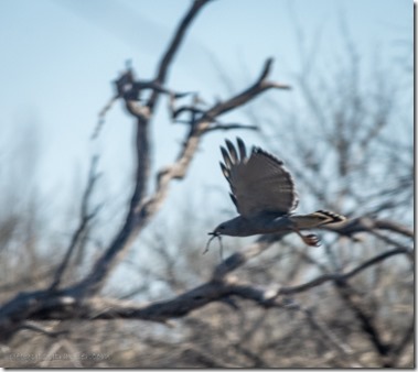 Redtailed Hawk in flight #76 BA NWR Sasable AZ