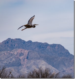 Heron in flight Triangle Pond BA NWR Sasabe AZ