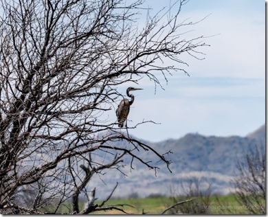 Heron in tree Triangle Pond BA NWR Sasabe AZ