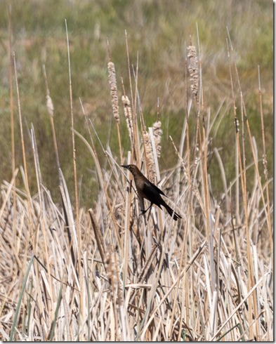 Grackle bird reeds Triangle Pond BA NWR Sasabe AZ