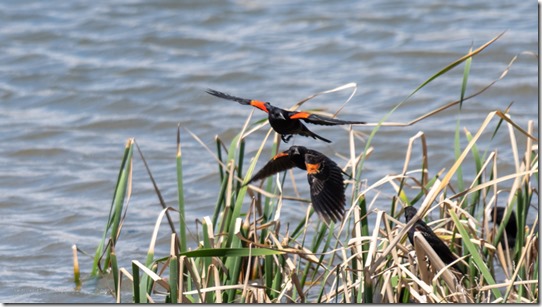 Redwing Blackbirds Triangle Pond BA NWR Sasabe AZ