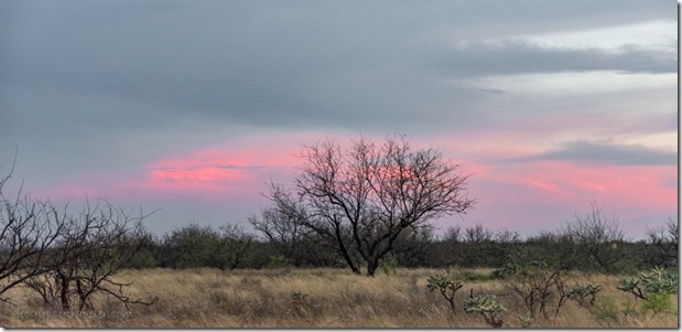 trees sunset clouds #40 BA NWR Sasabe AZ