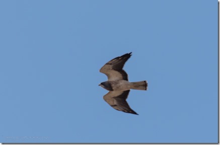 Swainson's Hawk bird soaring #40 Buenos Aires NWR Sasabe AZ