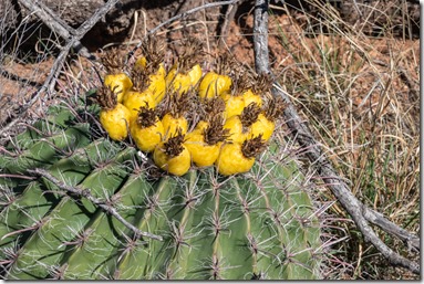 yellow fruit Barrel cactus High Gates Rd Buenos Aires NWR Sasabe AZ