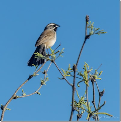 Black-throated Sparrow bird #40 High Gates Rd BANWR Sasabe AZ