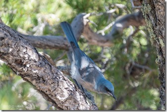 Mexican Jay bird Chiricahua NM AZ