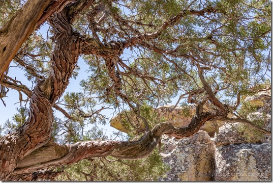 twisted Juniper tree bark Massai trl Chiricahua NM AZ