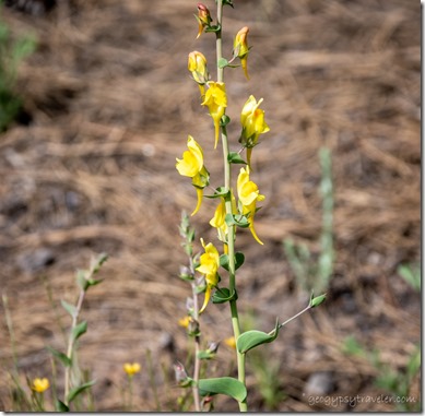 yellow Larkspur flowers FR545 Coconino NF Flagstaff AZ
