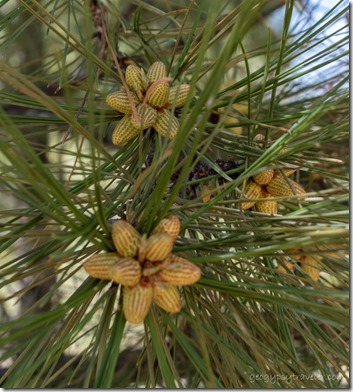 Ponderosa Pine flower FR310 Kaibab NF AZ