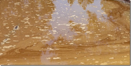 pine pollen puddle reflection FR310 Kaibaba NF AZ