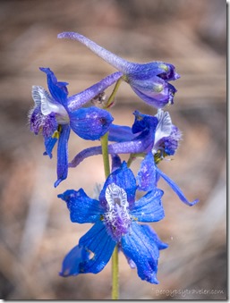 blue Larkspur flowers FR310 Kaibab NF AZ