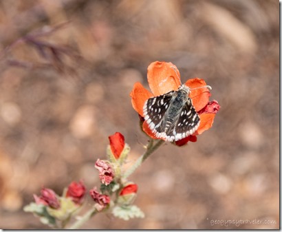 Moth on orange Globe Mallow flower Desert View SR GRCA NP AZ