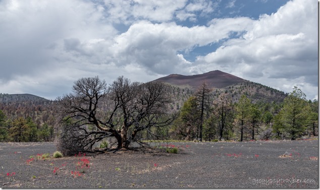 red Penstimon flowers trees clouds Sunset Crater NM AZ