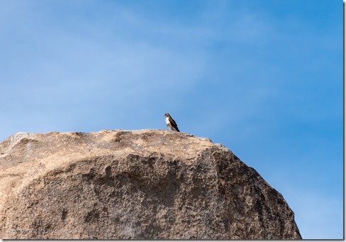 unidentified hawk on boulder Indian Bread Rocks BLM Bowie AZ