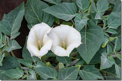 white Datura flowers FR545 AZ
