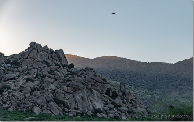 boulders bird Dos Cabezas Mts Indian Bread Rocks RA BLM Bowie AZ