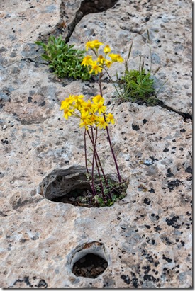 yellow Desert Sunflower flowers in rock hole Cape Royal NR GRCA NP AZ
