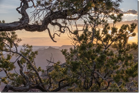 sunset thru pines Cape Royal NR GRCA NP AZ