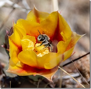 yellow cactus flower bee Indian Bread Rocks BLM Bowie AZ