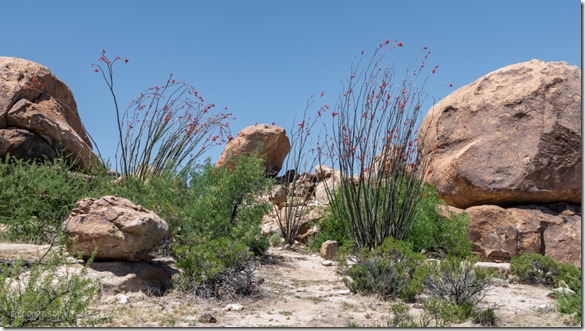 desert red Ocotillo flowers boulders Indian Bread Rocks BLM Bowie AZ