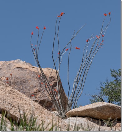boulders red Ocotillo flowers Indian Bread Rocks BLM Bowie AZ