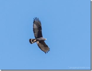 Black hawk soaring Indian Bread Rocks BLM Bowie AZ