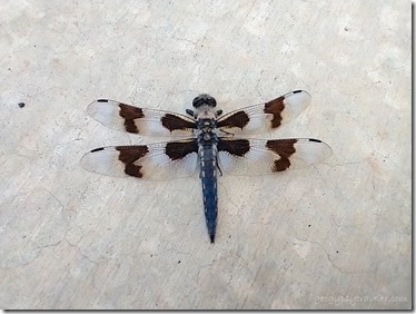 unidentified dead dragonfly Kanab UT