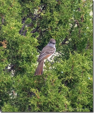 Flycatcher bird Juniper tree SR320 Pioche NV
