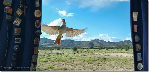 Flycatcher bird at camper window SR320 Pioche NV
